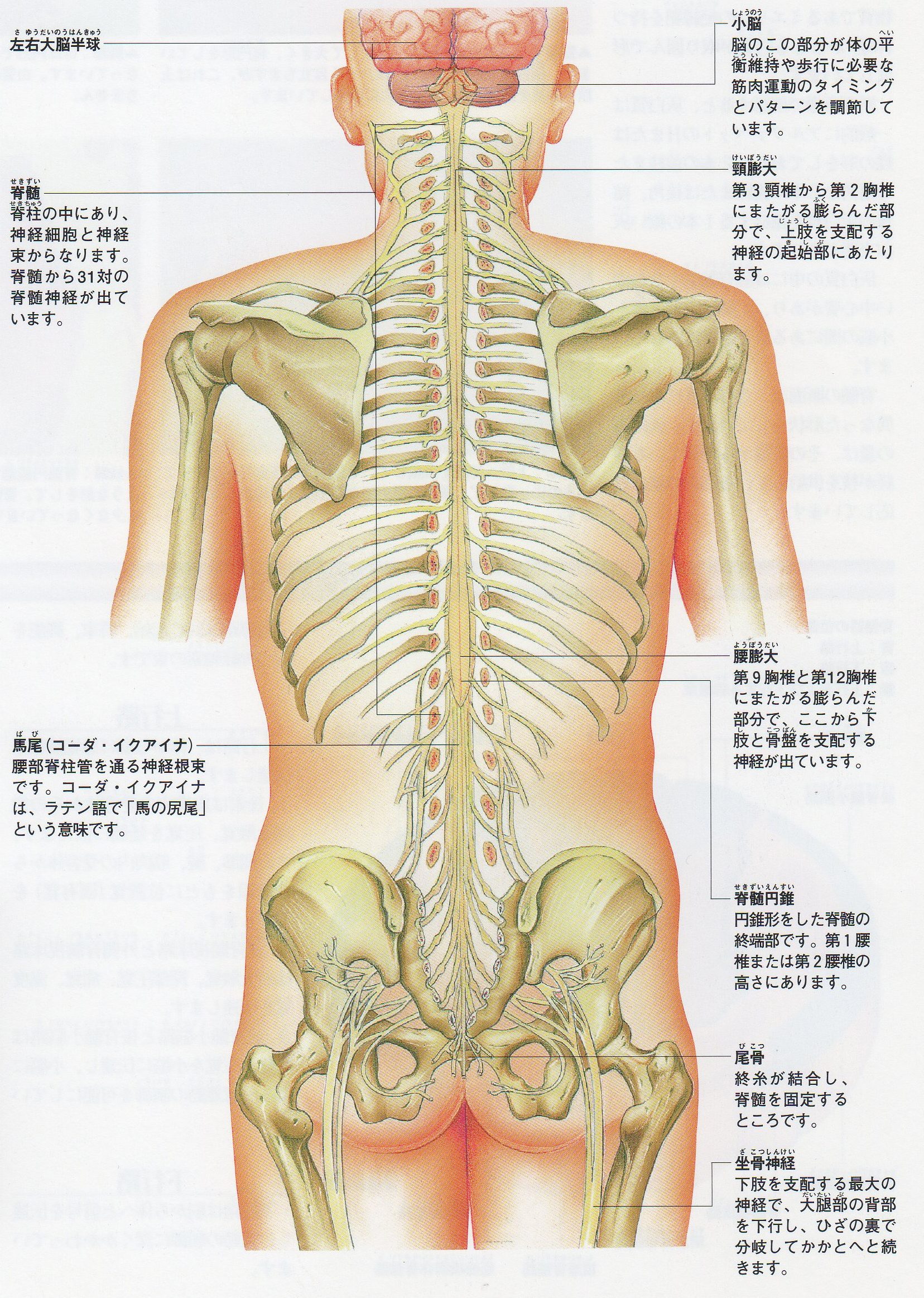 出 てる 尾てい骨 尾てい骨が出てる原因はコチラ、痛い時の対処法も紹介